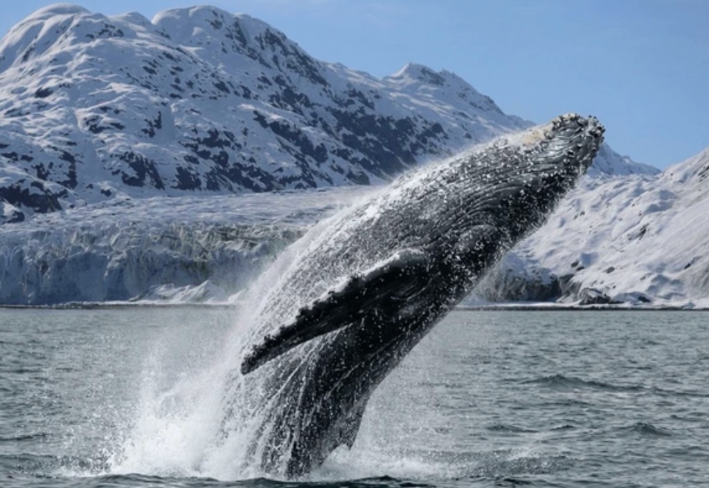 Whale and wildlife viewing on a Prince William Sound cruise from Whittier